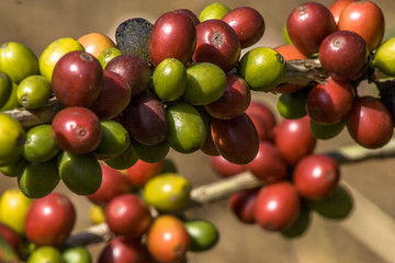 coffee beans on coffee tree, in Brazil