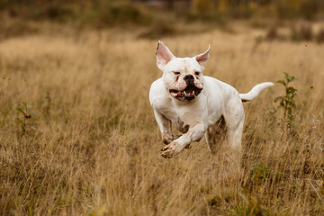 Dog running in a meadow in a summer meadow