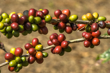 coffee beans on coffee tree, in Brazil