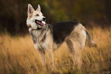 Big dog on walk