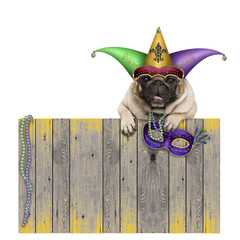 Mardi gras carnival pug dog with  harlequin jester hat and venetian mask hanging on wooden fence, isolated on white background © monicaclick