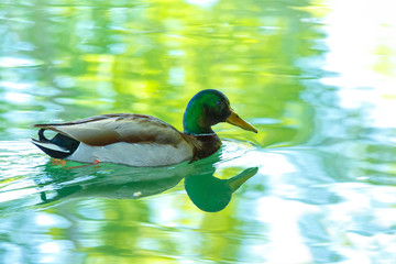 Mallard drake duck swimming on colorful autumn river