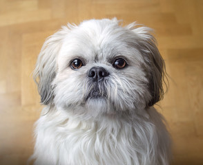 Shih tzu dog breeds. Sweet doggie portrait