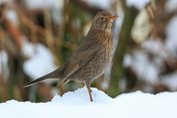 Blackbird female standing on a snow