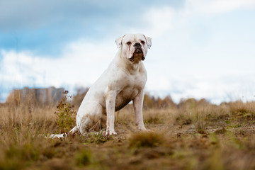 Obraz na płótnie Canvas Big white dog on walk