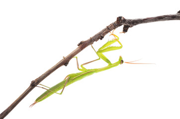 Mantis on a branch.