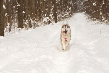 running husky wolf dog in winter forest outdoor on the snow