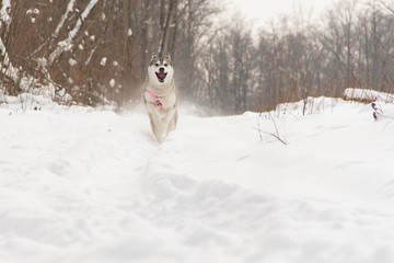 running Siberian husky dog in winter forest outdoor on the snow