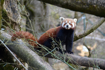 Obraz premium Red panda on a tree