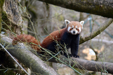 Fototapeta premium Red panda
