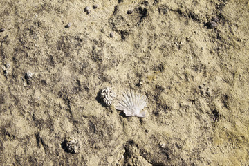 fossil shell embedded in desert rock