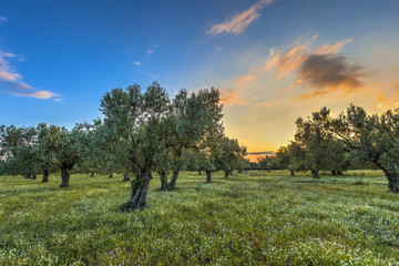 Fototapeta na wymiar Olive grove at sunrise
