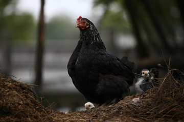 Chickens
