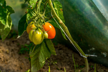 zblizenie na młode pomidory