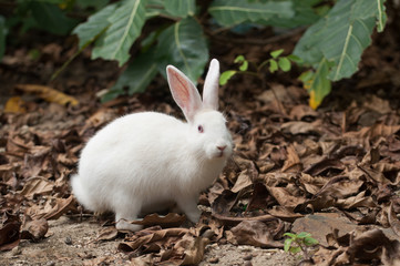 Naklejka na ściany i meble European Rabbit in Kayama Island