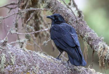 Crow on tree limb at Point Lobos State Reserve, Carmel, California