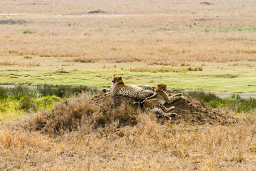 Fototapeta na wymiar The leopard (Panthera pardus), species in the genus Panthera, a member of the Felidae in a tree in Serengeti ecosystem, Tanzania, Africa