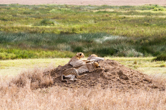 The leopard (Panthera pardus), species in the genus Panthera, a member of the Felidae in a tree in Serengeti ecosystem, Tanzania, Africa