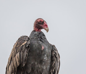 Turkey vulture portrait at Point Lobos State Reserve, Carmel, California