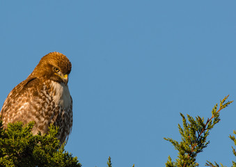 Hawk on branch looking at prey