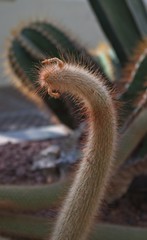 Cactus. Creative style. Colorful plant and background.