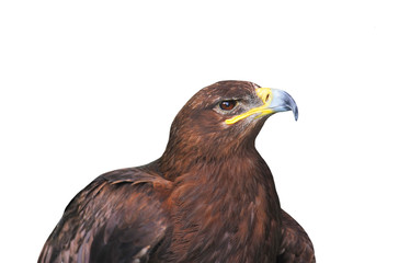 Aquila chrysaetos (golden eagle)