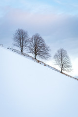 Trees on the hill at idyllic evening in winter, Filzmoos, Austria