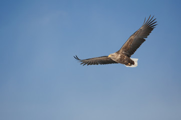 Fototapeta na wymiar White-tailed Eagle Flying