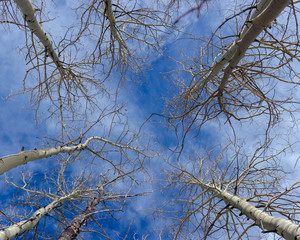 Upward view of blue sky and aspen trees