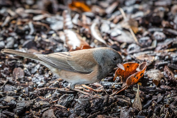 Dark-eyed Junco bird foraging for seeds. 