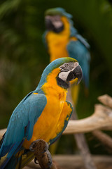Macaw at a Zoo