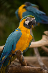 Macaw at a Zoo