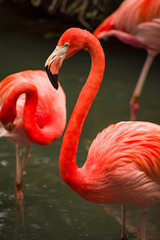 Orange Flamingos by the Water