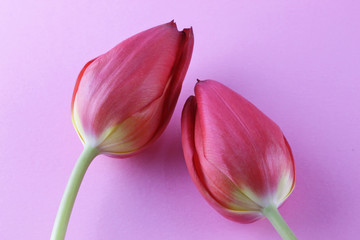 Rote Tulpen - Blüten - Hintergrund