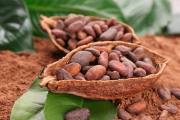 Ripe pod with beans on cocoa powder