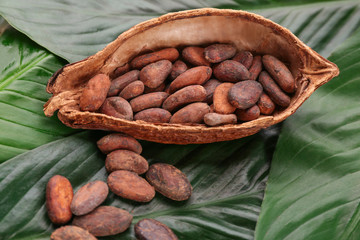 Half of cocoa pod with beans on green leaves
