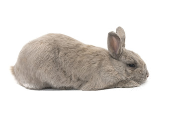 Decorative rabbit grey and sad lies in profile isolated on white background