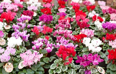   seedlings in pots in greenhouses, seedlings