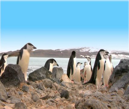 Group of Chinstrap penguins in Antarctica