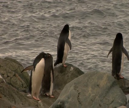 Gentoo penguins in Antarctica hanging out