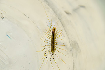 Millipede in the bank. The Flycatcher. Centipede flycatcher, insect predator