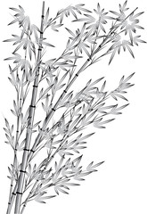 Obraz premium bamboo tree