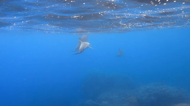 Bottlenose dolphins family swimming away in the sea, 4K ultra hd video