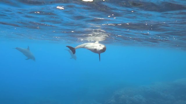Baby dolphin swims underwater near the coral reef, 4K UHD video footage