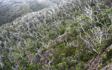 Dead trees add flashes of white to a green hillside in Cradle Mountain - Lake St Clair National Park, Tasmania.