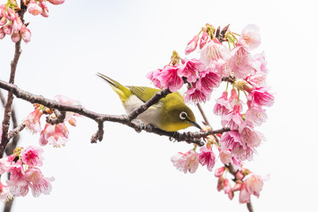 サクラとメジロ