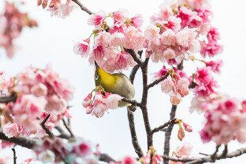 サクラとメジロ