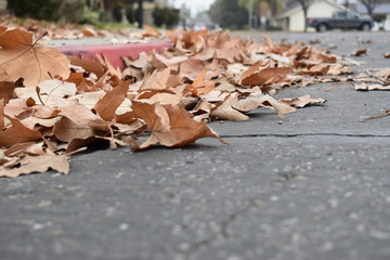 Curbside leaves