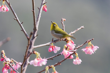 サクラとメジロ