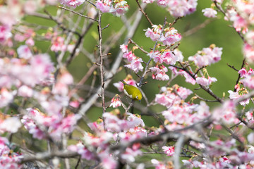 サクラとメジロ